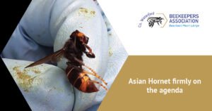Asian Hornet