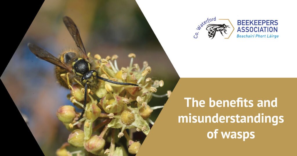 The benefits and misunderstandings of wasps